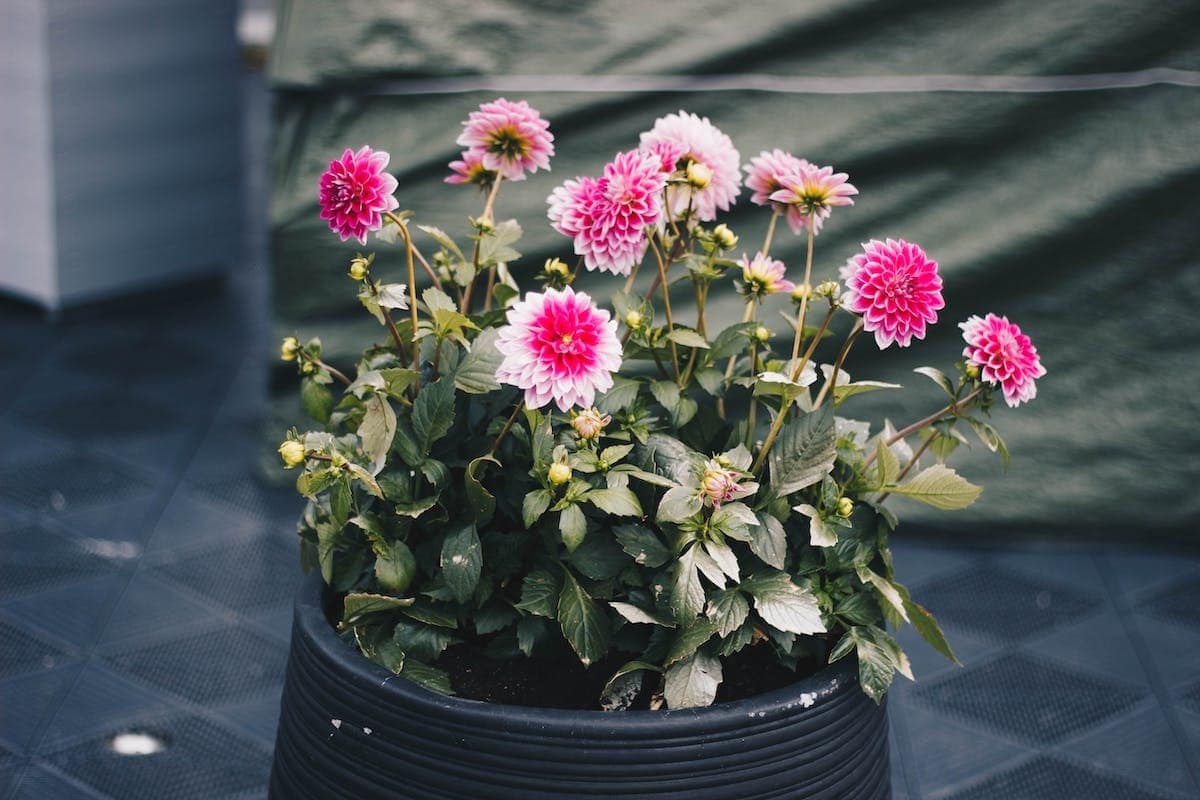 Les 6 arbustes en pot extérieur résistants à toutes épreuves pour embellir votre balcon