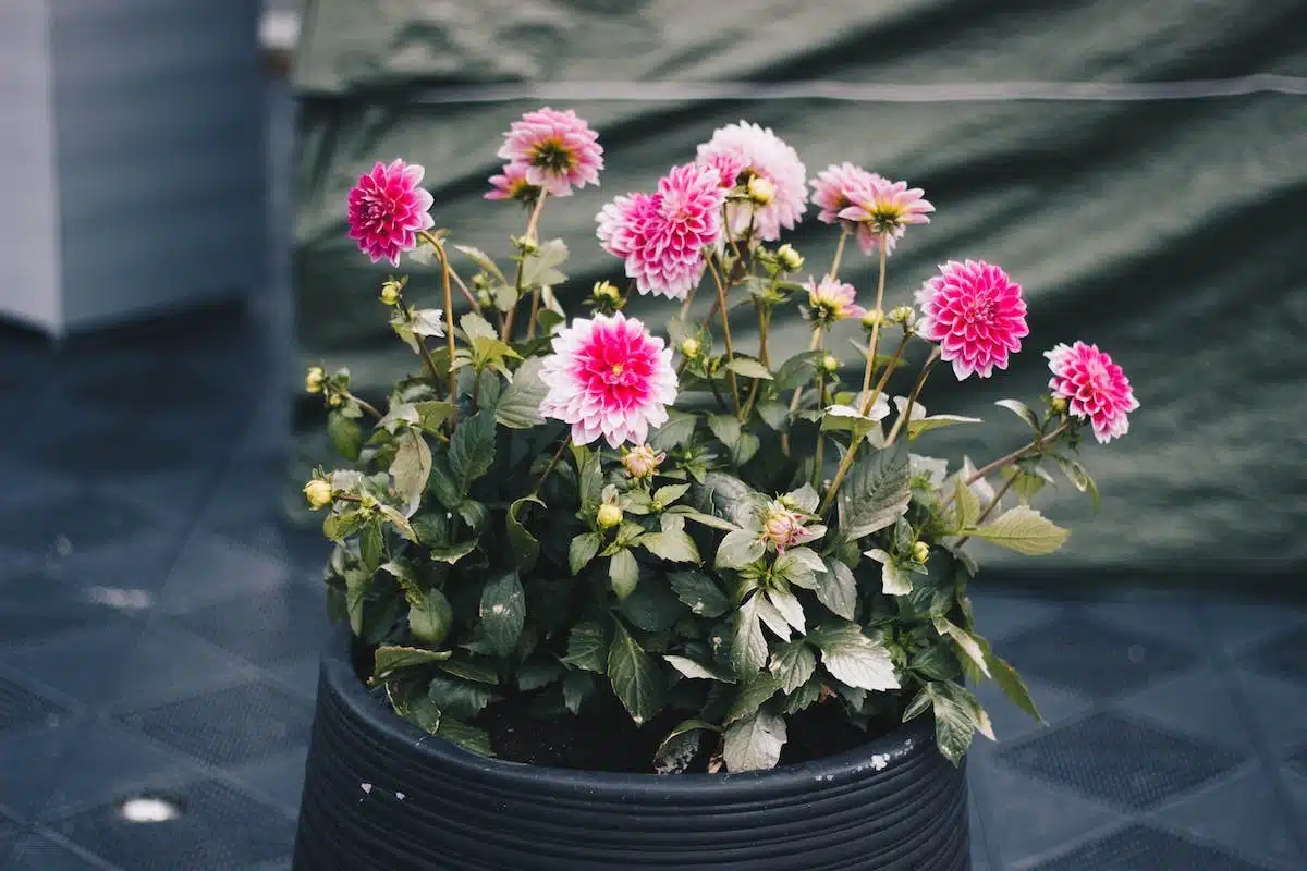 Les 6 arbustes en pot extérieur résistants à toutes épreuves pour embellir votre balcon